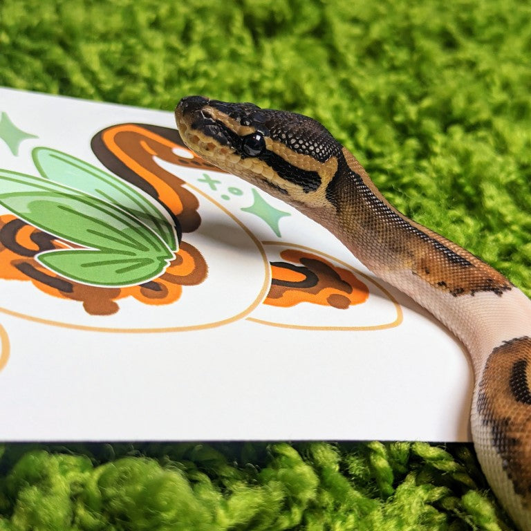 mini python snake